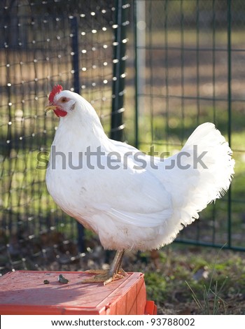 White chicken hen standing on a box with sunlight from behind