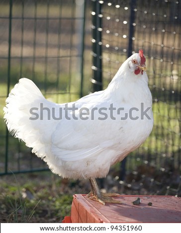 White chicken hen standing on a red box in its coop