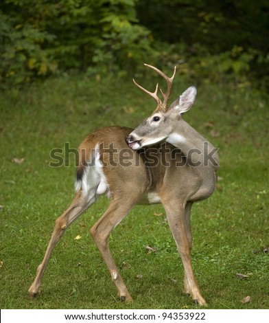 Whitetail buck with antlers trying to scratch his back