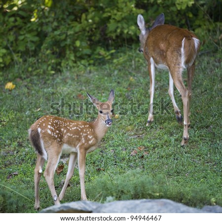 Whitetail deer fawn licking its lips at a doe walks away