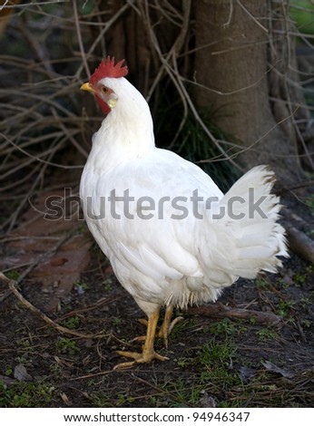 At the edge of a forest a white chicken hen is thinking of escape