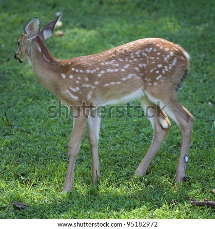 Whitetail deer fawn in spots that is turning its head away