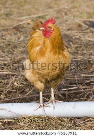 Rooster that is perched atop a cardboard tube on winter grass