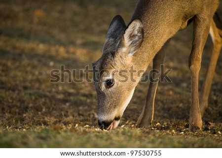 Whitetail buck with its antlers coming back getting corn with its tongue