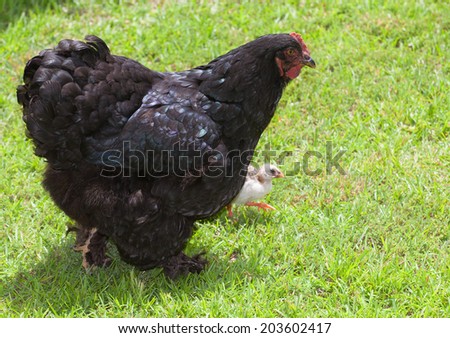 Black chicken hen walking on the grass with a chick