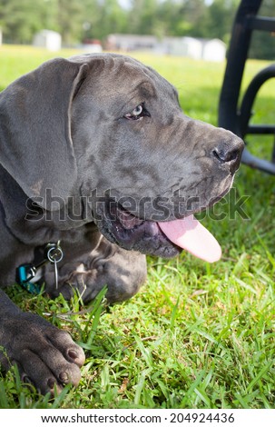 Grey Great Dane puppy panting in the shade on the grass