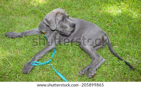 Grey Great Dane puppy that is laying on a green lawn