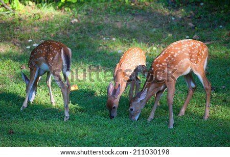 Three whitetail deer fawns that are in spots on the grass