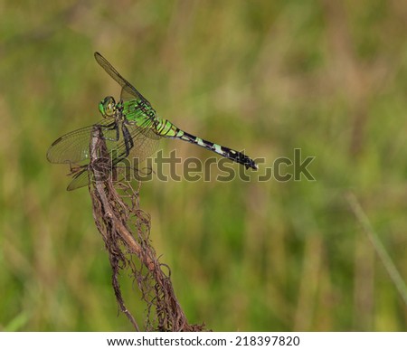 Green dragonfly that has a lofty perch to find bugs