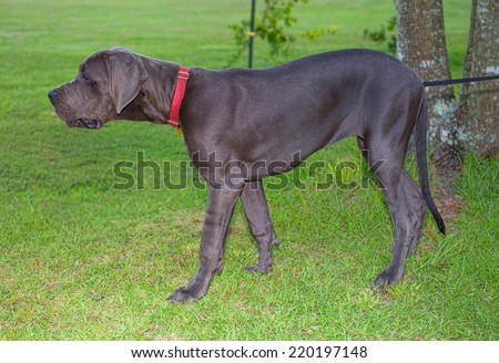 Gray Great Dane that looks like it is posing on the grass