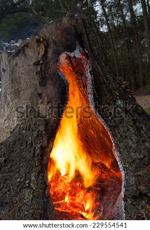 Small fire that is burning inside a hollow pine tree stump