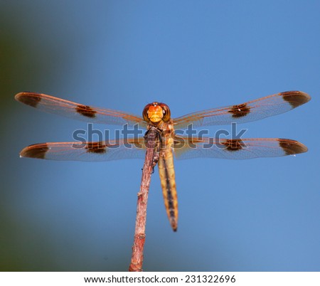 Orange dragonfly from below that may have seen the camera