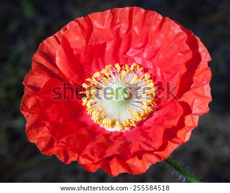Red poppy flower that has just opened up