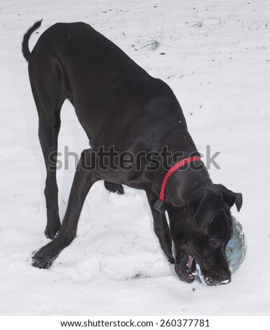 Black Great Dane pickup up a big ball in the snow