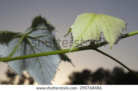 Leaves and vines on a grapevine dripping with morning dew