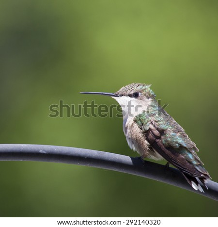 Hummingbird with green and blue on its wings sitting on a metal tube