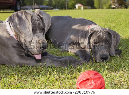 Two grey Great Dane puppies lying down watching a red ball