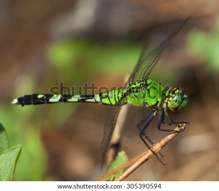 Bright green dragonfly looking for bugs to eat