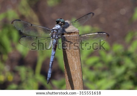 Blue dragonfly on a tomato stake watching over the garden