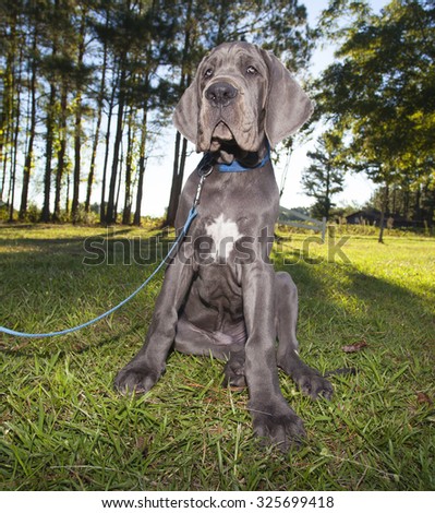 Gray Great Dane puppy that looks tired of sitting
