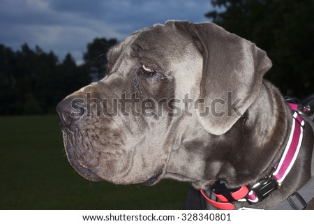 Great Dane that is wearing the red collar of a working dog