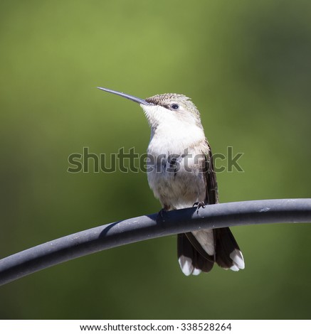 Hummingbird with a white chest on a metal tube