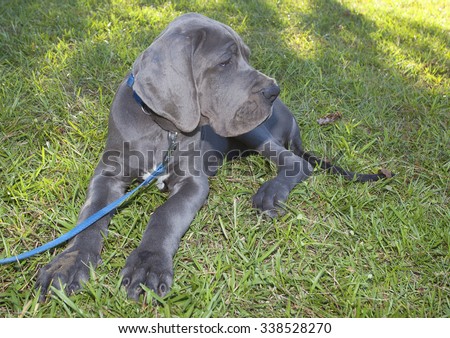 Gray Great Dane puppy that is laying patiently in the grass