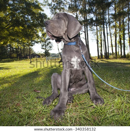 Gray Great Dane Puppy sitting on the grass with trees behind