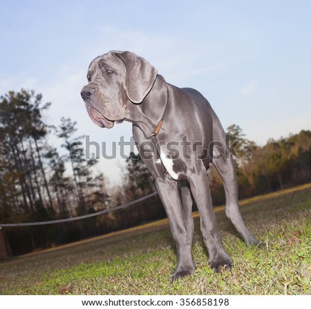 Blue Great Dane standing on the grass just before sunset