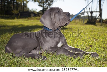 Grey Great Dane puppy that looks like it is dreaming on the grass