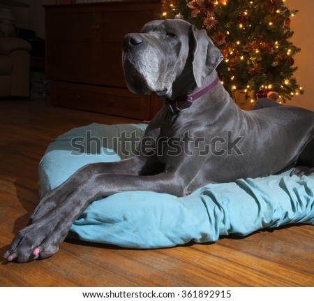 Blue Great Dane that is laying perfectly next to a Christmas tree