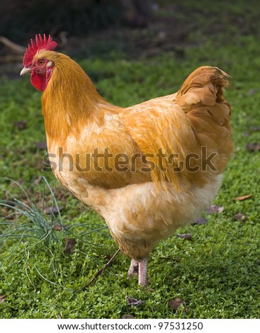 Chicken rooster with orange and golden feathers on green