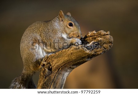 Tree squirrel on a dead branch eating as the sun goes down