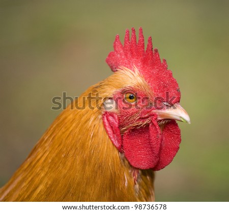 Up close like this this chicken rooster does not look happy