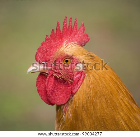 Orange rooster up close to the camera with a green background