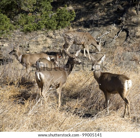 mule deer herd