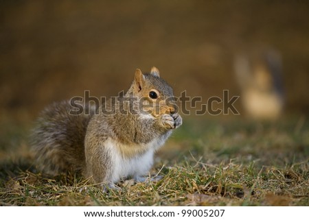 tree squirrel on the grass that looks like he\'s whispering something