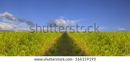 Rice field green grass blue sky cloud   background lawn ,Lush green rice field and blue sky, In Asia