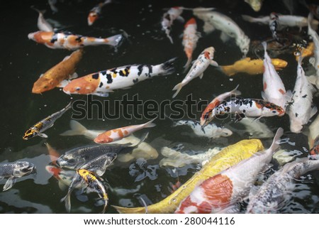 fish in a pond viewed from above