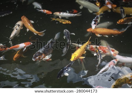 fish in a pond viewed from above