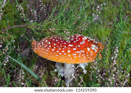 Big mushroom a fly agaric disappearing in a wood grass
