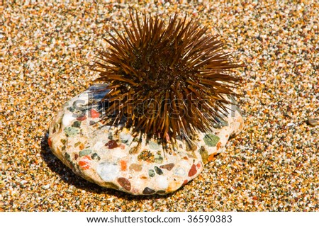 Brown sea hedgehog sitting on a stone of coast from a pebble