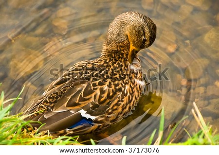 The duck cleans feathers in water