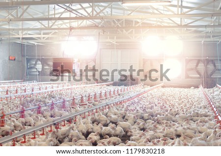 Poultry farm with chicken. Husbandry, housing business for the purpose of farming meat, White chicken Farming feed in indoor housing.
