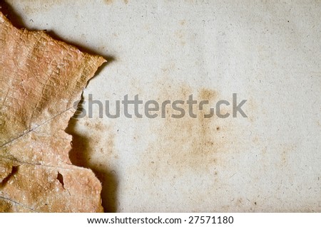 autumn leaf  on old stained paper with space for text or image