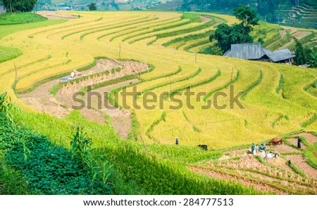 Po-Ly-Ngai, rice harvest season