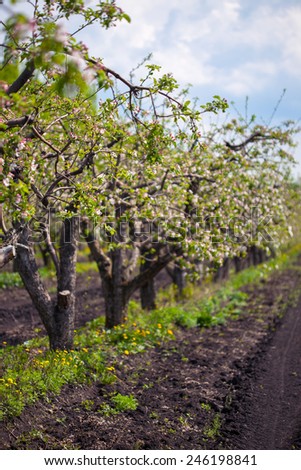 blooming fruit garden spring landscape with clean blue sky low deep of field
