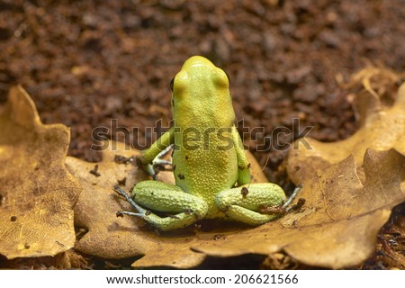 Golden poison dart frog, Phyllobates terribilis