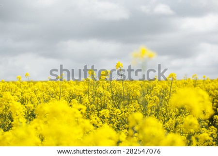 Field of bright yellow oil seed rape crop ready to be harvested