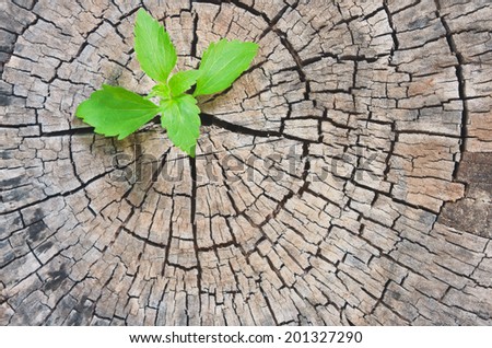 New development and renewal as a business concept of emerging leadership success as an old cut down tree